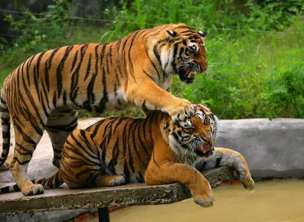 老虎再餓也有3不吃？這是為什麼？老虎到底有多厲害？