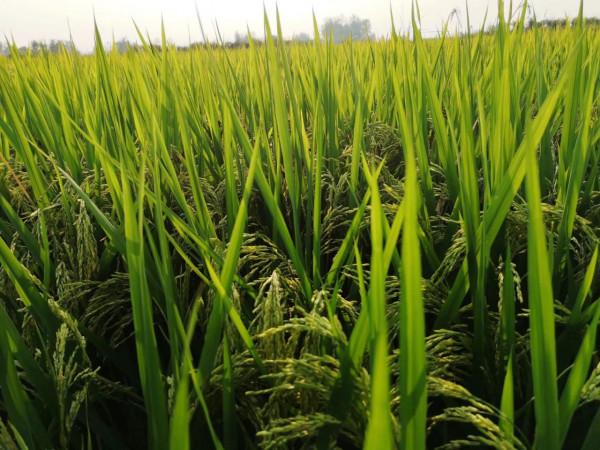 摩托周邊旮旯遊——尋朱元璋出家之於皇寺 摩托周邊旮旯遊——尋朱元璋出家之於皇寺