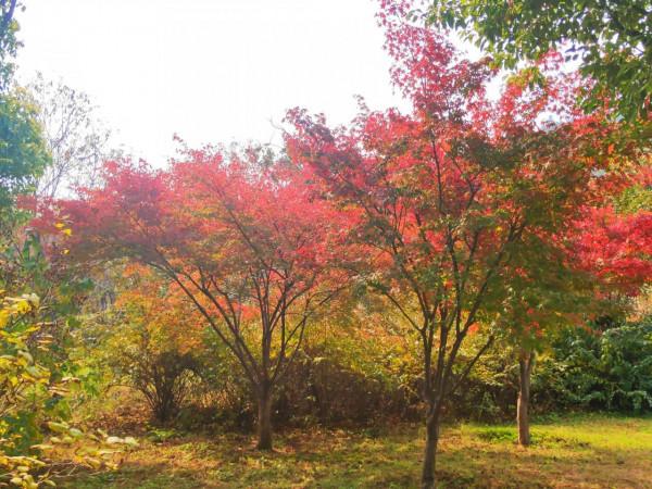 膠州之行_龍門古街