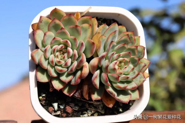 多肉常見問題：化水、黑腐、病蟲害，大家發圖，我來診斷和治療