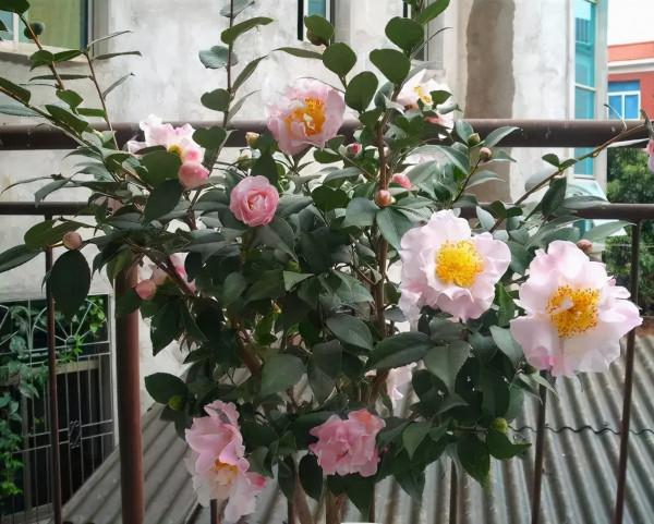 適合立冬後養的“9種花”,喜歡溫涼愛開花,有的花美,有的花香 適合立冬後養的“9種花”,喜歡溫涼愛開花,有的花美,有的花香