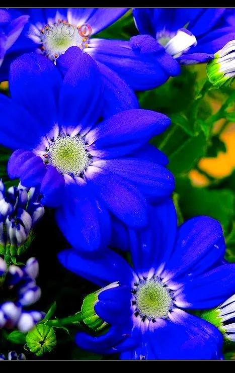 多姿多彩瓜葉菊