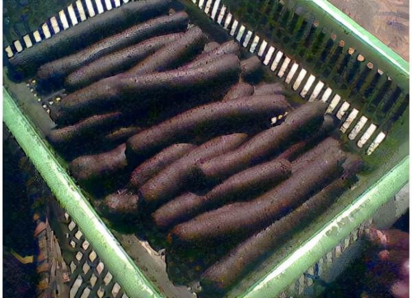 最全乾貨：中藥蜜丸的詳細製備方法