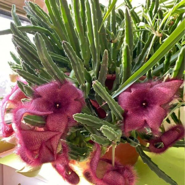 10種“髒髒”花,愛乾淨的人別養,會招蟲子 10種“髒髒”花,愛乾淨的人別養,會招蟲子