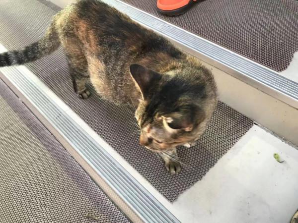 暹羅的精靈——泰國擼貓之旅