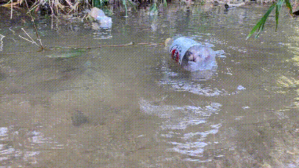 河中飄著塑膠瓶,裡面裝著1只貓,男子將貓救了起來:為了拍影片 河中飄著塑膠瓶,裡面裝著1只貓,男子將貓救了起來:為了拍影片