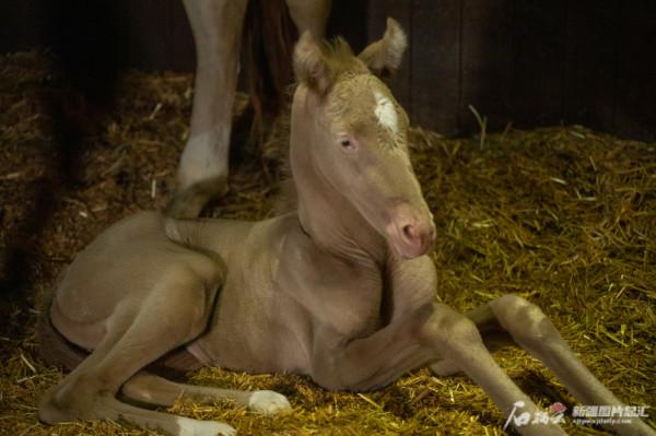 新疆汗血馬&OpenCurlyDoubleQuote;馬丁興旺&rdquo;今年已出生6匹小馬駒