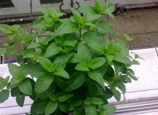 臥室裡養花，怕植物和人爭氧，睡眠越來越差，不如就試試這4樣