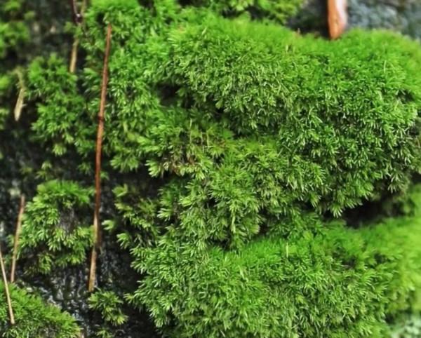 白髮蘚，相信很多人都認識吧