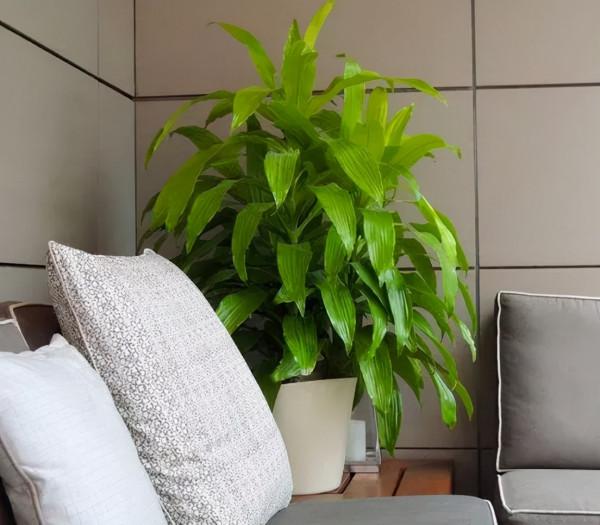 純乾貨 | 養花人必知的20條常識,收好了 純乾貨 | 養花人必知的20條常識,收好了