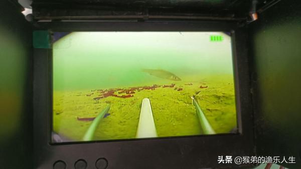 最煩人的四種小雜魚，武力值爆表，是釣魚人最大的敵人