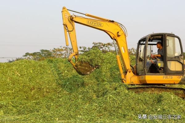 養殖界的粗飼料之王——青貯玉米，它的製作難度在哪？看完要收藏