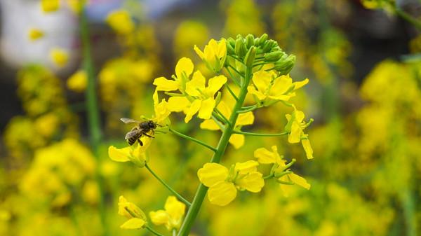 不逃避困難的星座,人生往往能取得不凡成就 不逃避困難的星座,人生往往能取得不凡成就