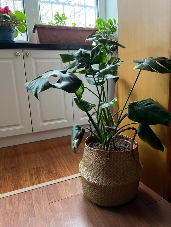 陽臺上的綠植長勢不錯！逛花店拍了美麗的花卉照片