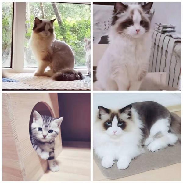 我是愛貓人士，養貓為什麼沒有以領養代替購買？