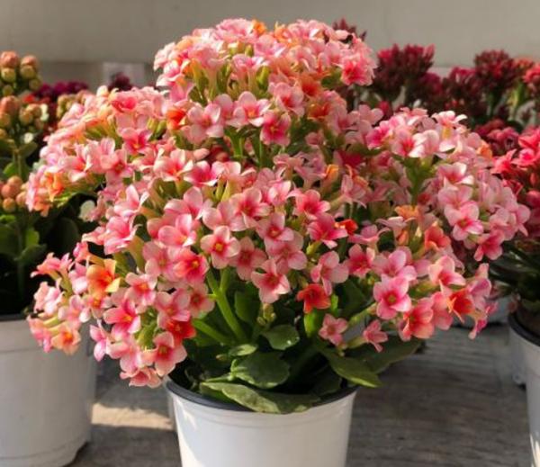 秋天快扦插，10種花不用買，掰個枝子插土裡，嗖嗖生根，成活率高