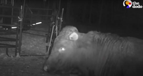 美國一頭牛逃出屠宰場，警察追捕8個月，結果整個小鎮都愛上它了