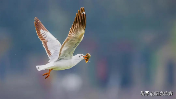 旌湖裡“鷗鴨大戰”搶泥鰍,高畫質美圖來啦! 旌湖裡“鷗鴨大戰”搶泥鰍,高畫質美圖來啦!