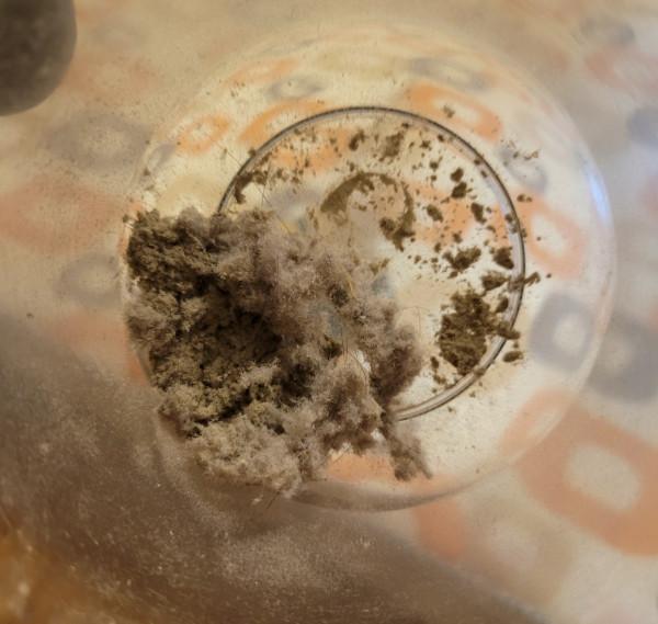 三天不打掃，密閉屋子就會出現很多“毛毛”，這到底是怎麼回事？