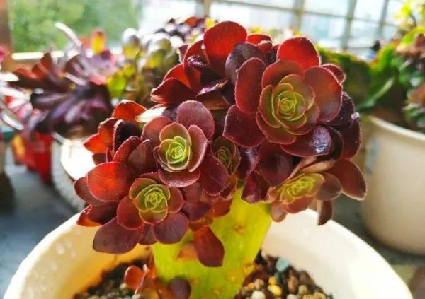 寒露已過,養多肉這些“大動作”可以開搞了,錯過就要等到明年春 寒露已過,養多肉這些“大動作”可以開搞了,錯過就要等到明年春