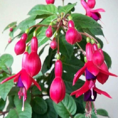 自帶富貴氣而比較昂貴的花