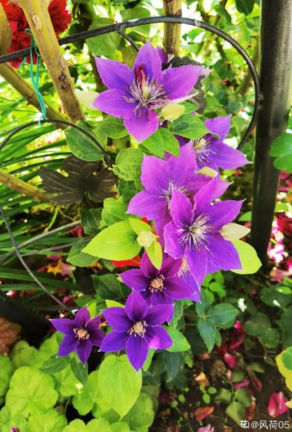 帶著父母回農村，把老院子種滿花，過簡單生活