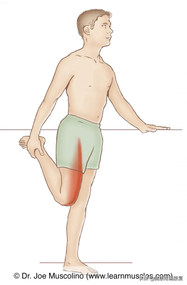 緊張的四頭肌與腰痛的關係 緊張的四頭肌與腰痛的關係