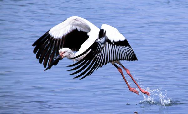 新疆兩種鳥，太美啦，還送子