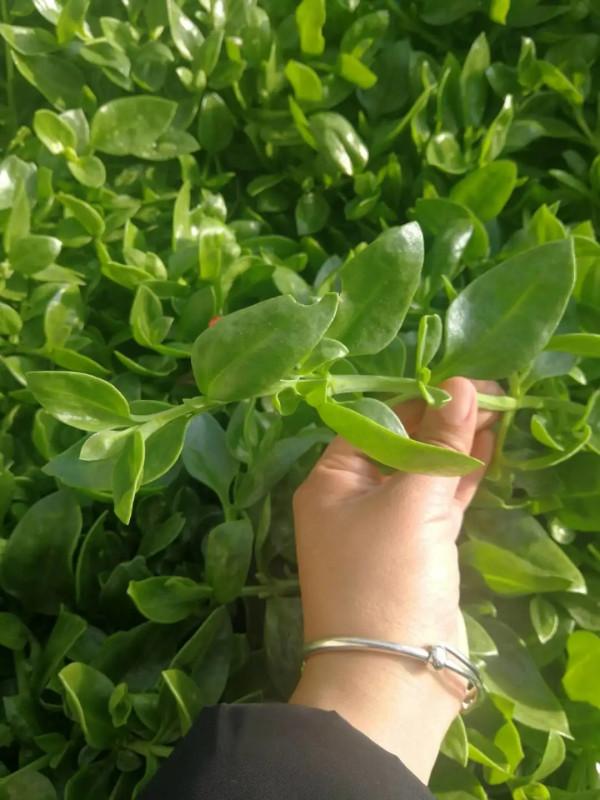 吃剩的青菜根，埋進花盆裡，澆點水，冒出小菜園，半年摘不完