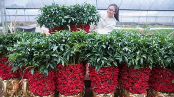 秋冬季節,客廳養花別隨便,選擇這8種盆栽,大幅度提升裝飾效果 秋冬季節,客廳養花別隨便,選擇這8種盆栽,大幅度提升裝飾效果