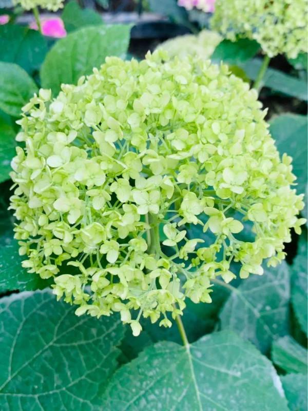 6種花特耐陰，光照不好也能養好，適合北陽臺