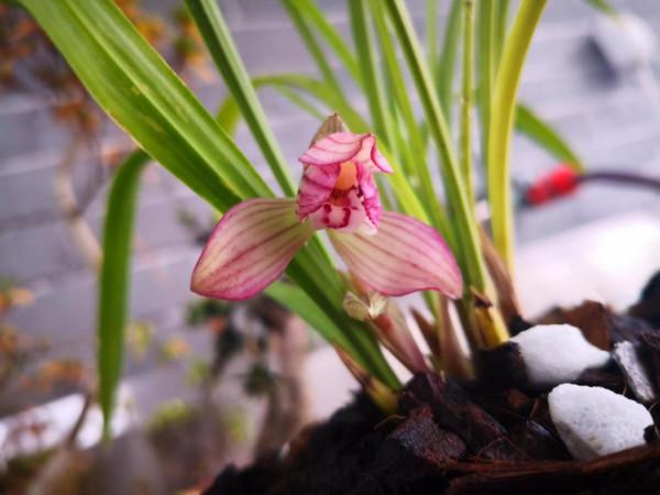 紅花荷瓣春蘭今春開花了