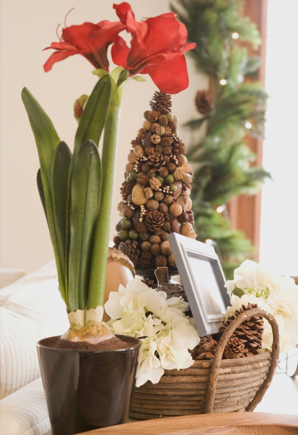 適合客廳養的5種漂亮花,喜慶大氣又吉祥,幸福感滿滿 適合客廳養的5種漂亮花,喜慶大氣又吉祥,幸福感滿滿