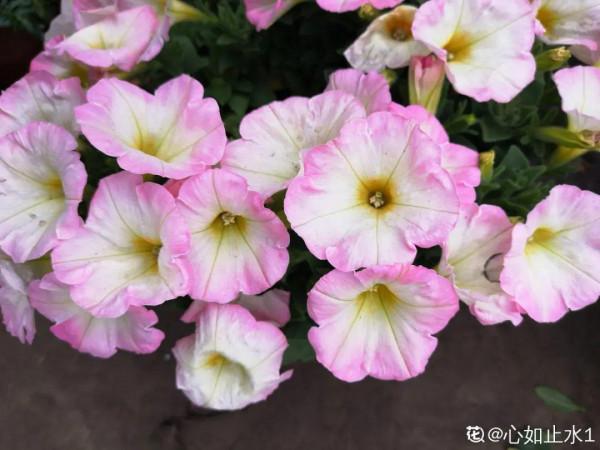 花市“一次性”的盆栽，開完花就死，未免太可惜