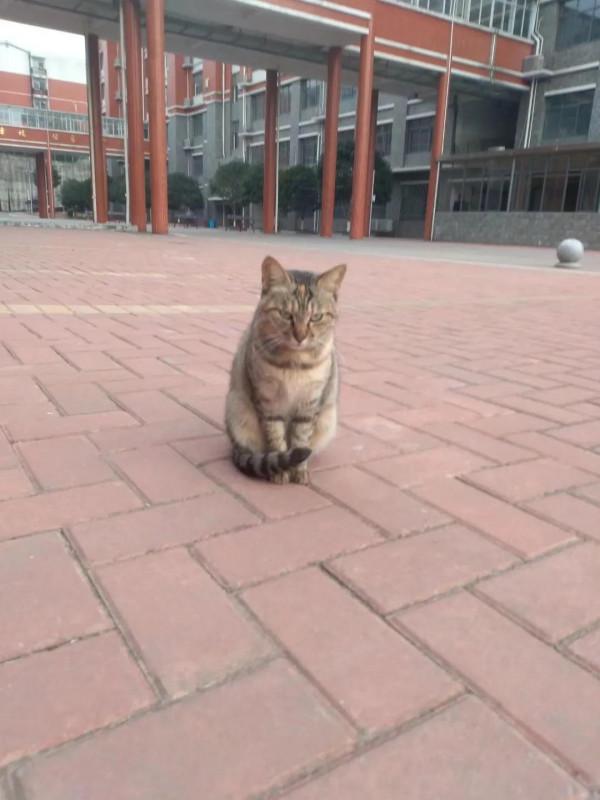 學校除貓記 學校除貓記