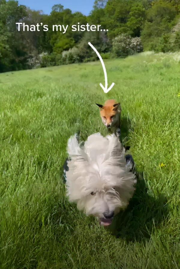 女主人養了一隻沒眼睛的狐狸，一隻沒腿總“翻車”的狗子，網友們：太可愛了吧