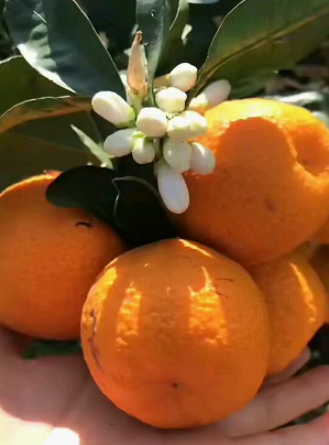 盆栽柑橘想結果,只需5個步驟,養好了就能結出“金元寶” 盆栽柑橘想結果,只需5個步驟,養好了就能結出“金元寶”