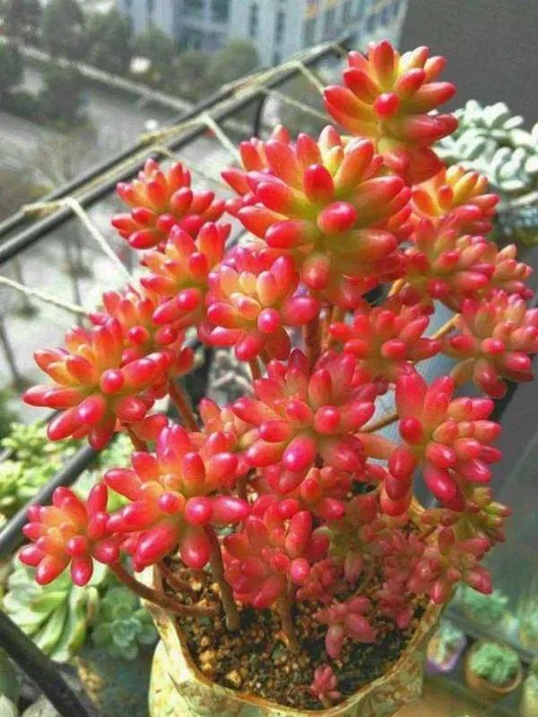 分享圖片，可愛的多肉們，收藏了