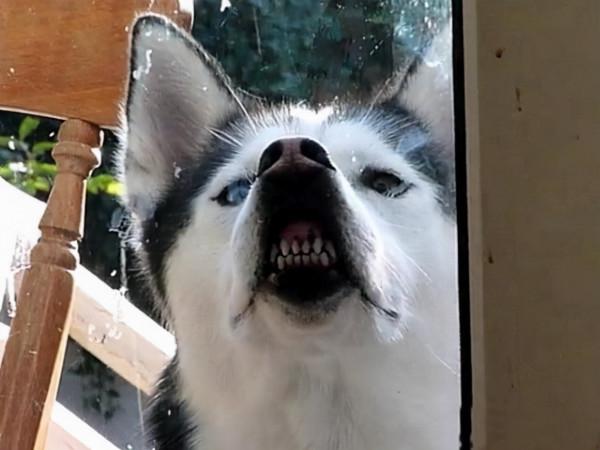 女生要養狗，可以考慮以下的這幾種“大狗”，你知道為啥嗎？