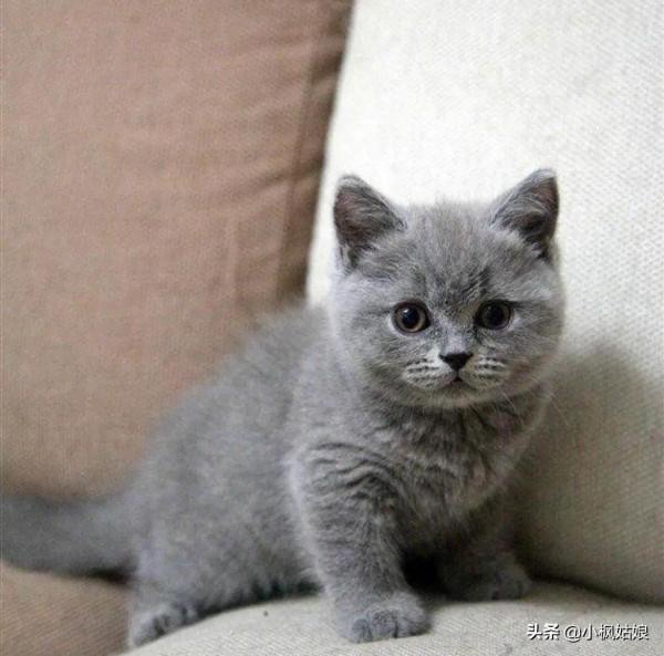 關於養貓新手，有什麼建議？