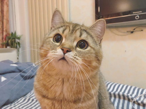 為什麼養公貓的人比養母貓的人多？說實話，公貓更好養