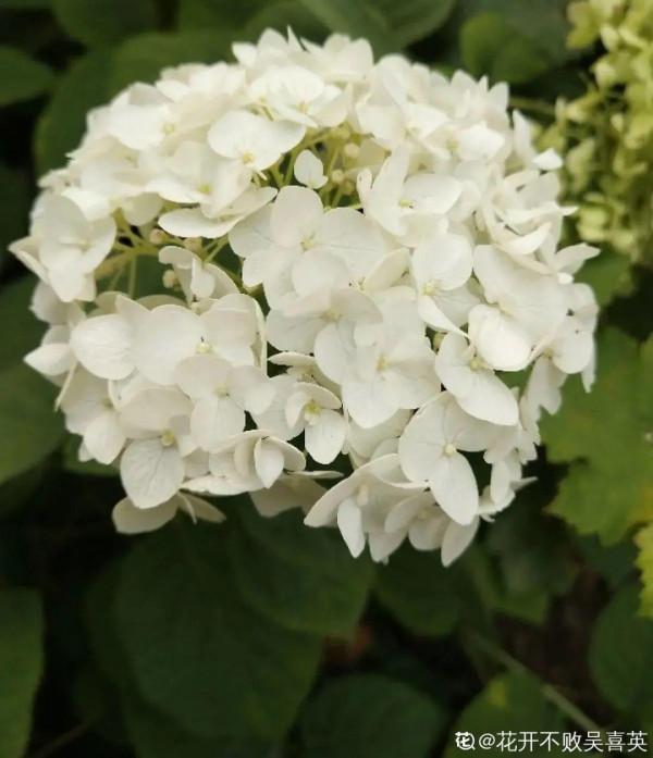 家裡光照不足,就養這2種精靈花,耐陰花期長,皮實好養 家裡光照不足,就養這2種精靈花,耐陰花期長,皮實好養