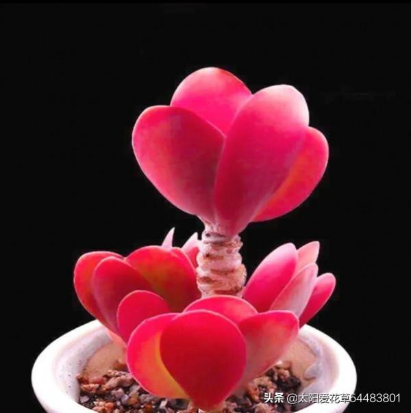 現在快養8種多肉，上色出狀態就變紅，寓意著紅紅火火過大年