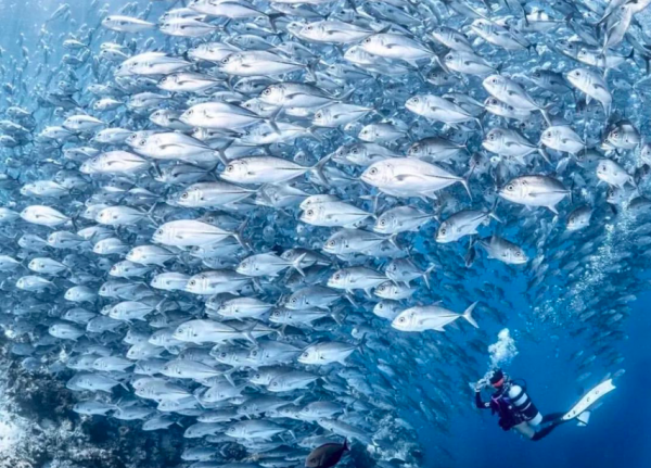 度假觀光特輯|仙本那:潛水迷的天堂,海底世界美到爆 度假觀光特輯|仙本那:潛水迷的天堂,海底世界美到爆