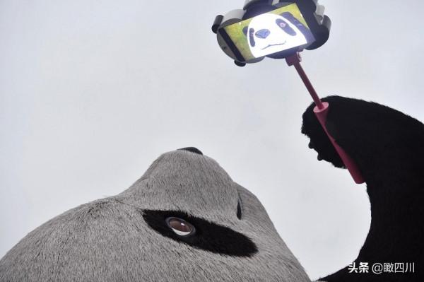 “大黃鴨之父”在中國建了座全球最重大熊貓雕塑:130噸重26米長 “大黃鴨之父”在中國建了座全球最重大熊貓雕塑:130噸重26米長