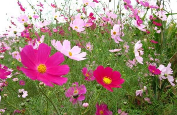 8種漂亮的花,到了秋天別忘採種子,來年繼續播種 8種漂亮的花,到了秋天別忘採種子,來年繼續播種