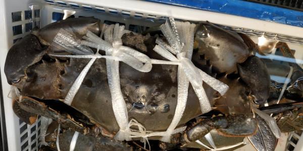 日本沖繩島自駕遊(一)，那霸市內閒逛，僥倖看到了焚燬前的首裡城