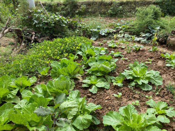 集團董事長高董種植的農作物給全國各地的朋友分享 集團董事長高董種植的農作物給全國各地的朋友分享