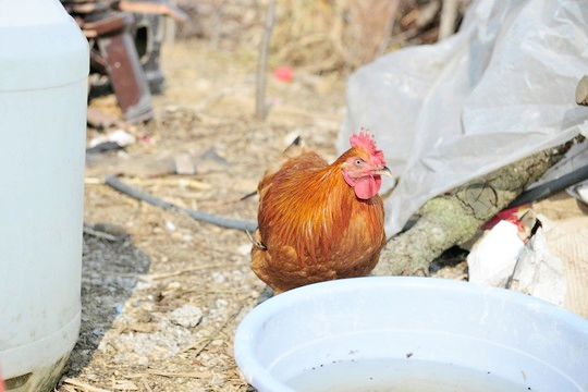 雞最怕吃什麼東西？最怕哪些環境？如何預防？