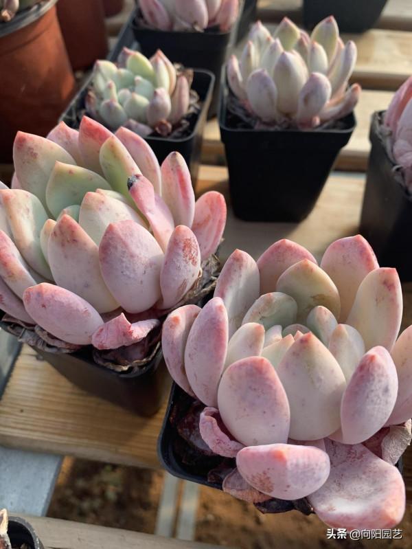 長得像橙夢露的&OpenCurlyDoubleQuote;奧普琳娜&rdquo;，粉色葉子，顏值很高，價格便宜